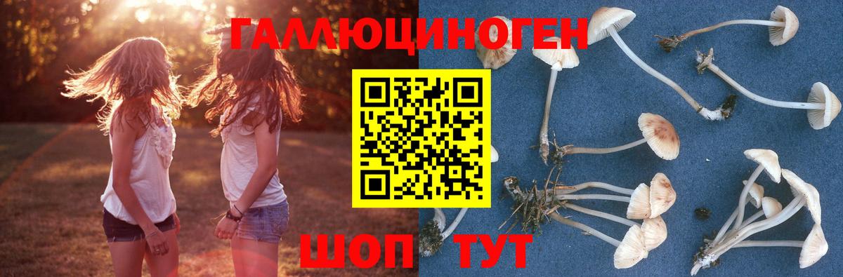 Псилоцибиновые грибы Psilocybe Можга